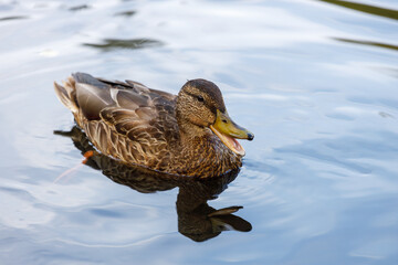 Poster - wild duck in nature with an open beak. horizontal frame