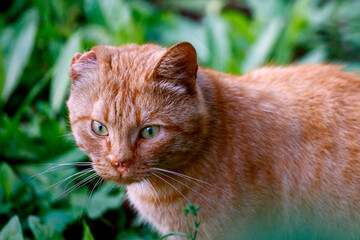 Aufkleber - homeless red cat with a torn off ear in nature