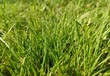 green grass with dew drops summer sun