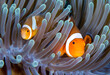 Western Anemonefish - Amphiprion ocellaris in anemone. Underwater world of Tulamben, Bali, Indonesia.