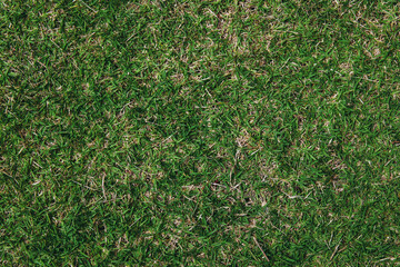 Wall Mural - Top view of green grass texture. for background.