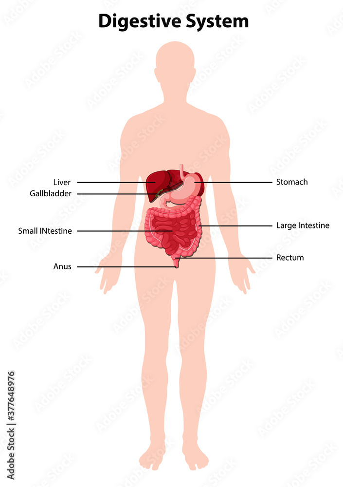 Diagram of human digestive system Stock Vector | Adobe Stock