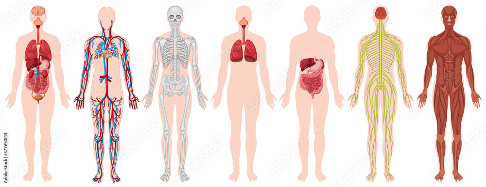 Set of human body and anatomy - obrazy, fototapety, plakaty 