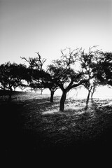 Canvas Print - Portugal in the early morning