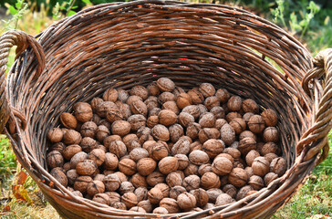 Walnut harvest. Walnuts in the wicker basket