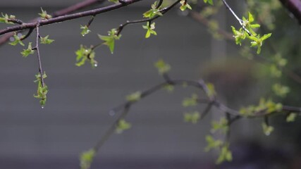 Poster - heavy rain falling on cherry trees in spring