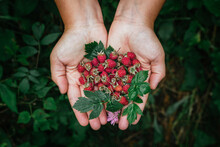 Stock Photo Of A Hands Holding Wild Raspberries