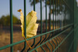 yellow leaves on a fence