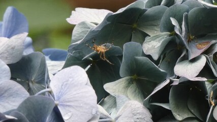 Large orb weaver spider in it's web