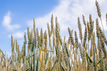 Green Wheat Field. Beautiful Nature Sunset Landscape. Background of ripening ears of meadow wheat field. Concept of great harvest and productive seed industry