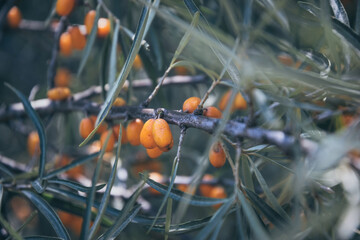 Wall Mural - Ripe sea buckthorn berries. Fruit autumn garden