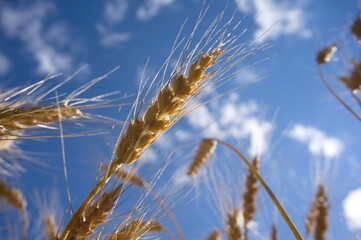 ear of rye against a blue sky with clouds