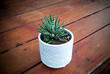 front side on view of a zebra plant, Haworthia fasciata, in a white pot plant on timber decking