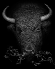 American Bison Portrait With Smoke. Buffalo Leader Head  Isolated On Black Background Closeup.