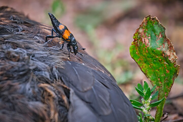 Wall Mural - Ein Totengräber ( Nicrophorus ) auf einer verendeten Amsel ( Turdus merula ) oder Schwarzdrossel.