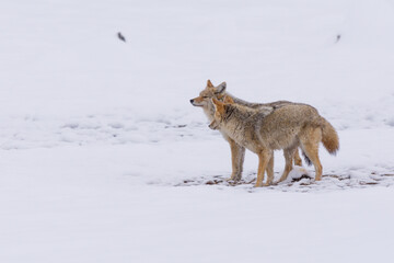 Wall Mural - Two Coyotes (Canis latrans) traveling through a snowy landscape in Yellowstone National Park. 