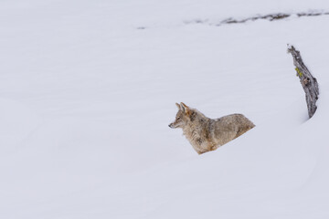 Wall Mural - Coyote (Canis latrans) traveling through a snowy landscape in Yellowstone National Park. 