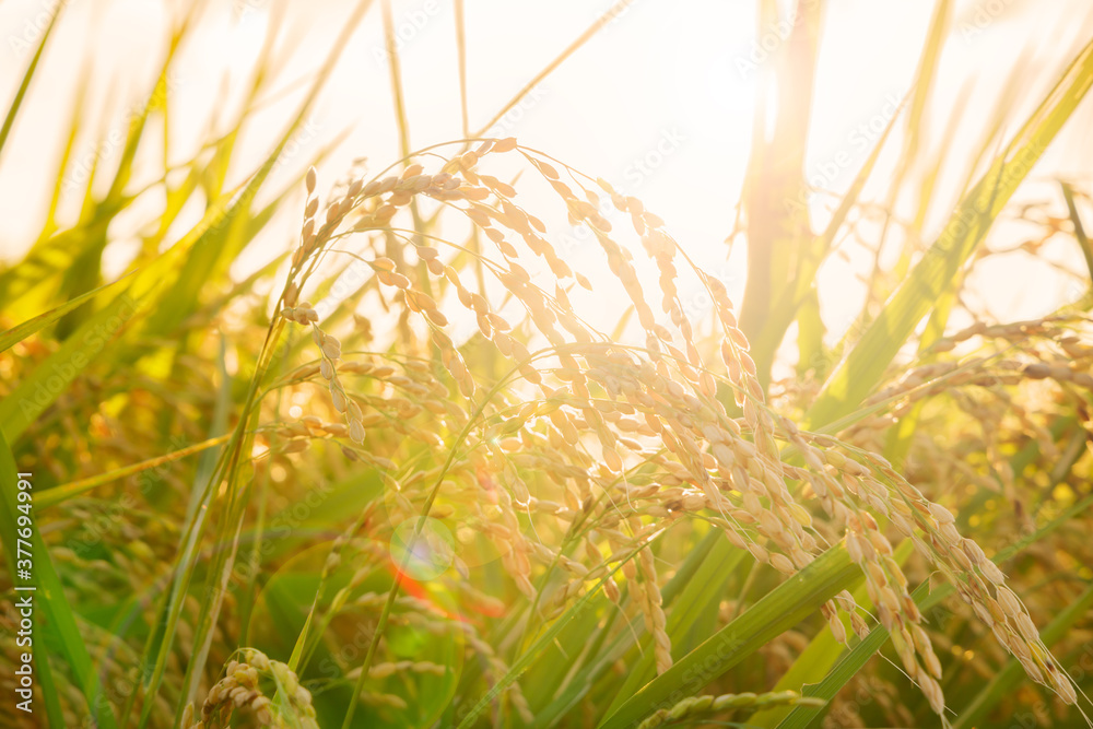 風に揺れるたわわに実った稲 Stock Photo | Adobe Stock