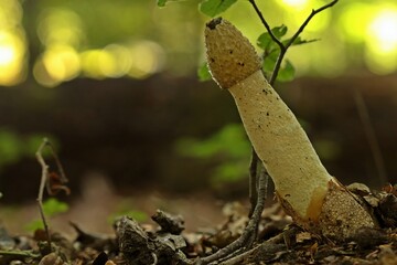 Gemeine Stinkmorchel (Phallus impudicus)