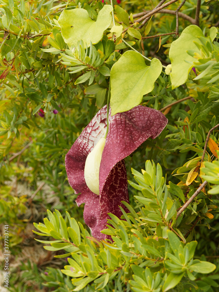 Aristolochia gigantea Aristoloche géante ou Pipe des Hollandais — free download