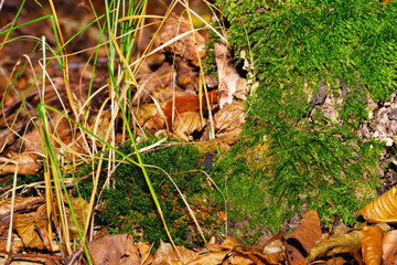 Wall Mural - Top view of blades of grass, yellow leaves and moss in the forest