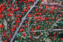 Ripe Red Cotoneaster  Berries At The Brunch With Green Leaves