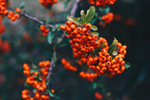 Group Of Tiny Orange Pyracantha Berries With Green Leaves