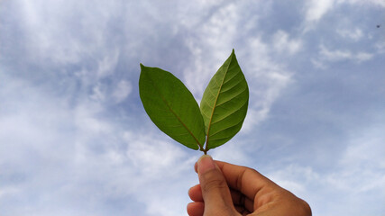 hands holding the leaves, and lifting to the sky