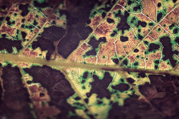 Aufkleber - Close up Detail of a old leaf plant. Beautiful Background pattern for design.