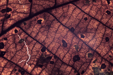 Aufkleber - Close up Detail of a old leaf plant. Beautiful Background pattern for design.