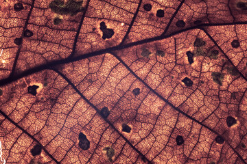 Aufkleber - Close up Detail of a old leaf plant. Beautiful Background pattern for design.