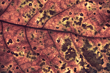 Aufkleber - Close up Detail of a old leaf plant. Beautiful Background pattern for design.