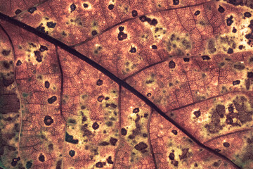 Aufkleber - Close up Detail of a old leaf plant. Beautiful Background pattern for design.