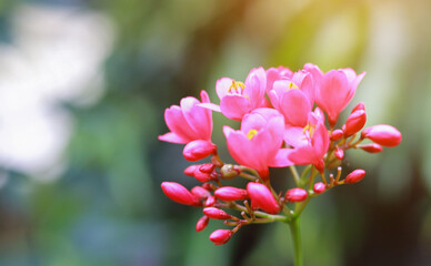 Wall Mural - Pink flowers blooming in the garden on natural background.