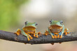 Two frog on branch