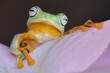 Close up tree frog wallace cute face