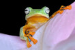 Close up tree frog wallace cute face