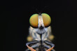 eye robberfly in the dark