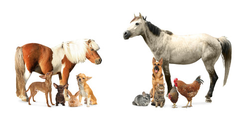 Wall Mural - Collage with horse and other pets on white background. Banner design