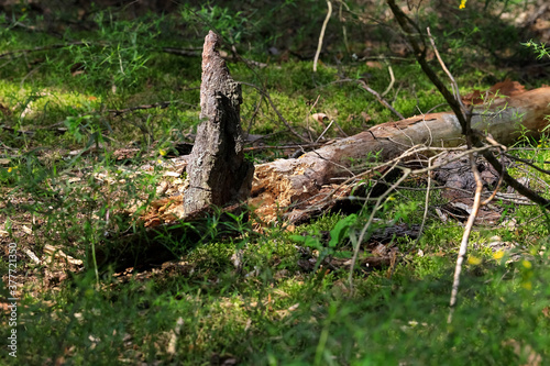 Fotografía Decaying trunk of a fallen tree is on the ground