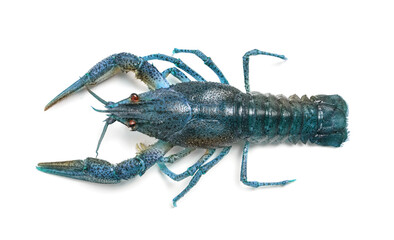 Blue crayfish isolated on white, top view. Freshwater crustacean