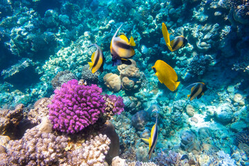 Pennant coralfish (longfin bannerfish), Blue-cheeked Butterflyfish (Chaetodon)  in colorful coral reef, Red Sea, Egypt. Bright yellow striped tropical fish in the ocean, clear blue turquoise water.