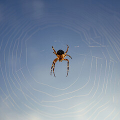 Cross spider (araneus) in its white web, insect looks down, blue sky.