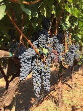 Bunches Of Rip Grapes On Vine