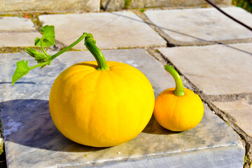 Wall Mural - Two yellow pumpkins on a rock in the afternoon