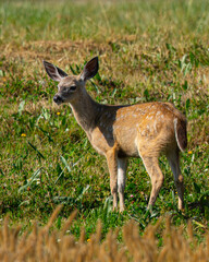 Wall Mural - Young black-tailed deer (fawn) seen in the wild in North California