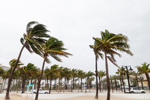 Palm Trees Blowing In The Strong Winds At Tropical Beach.