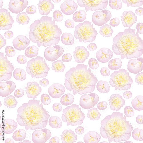 Pale pink peony flower with a yellow middle on a white background