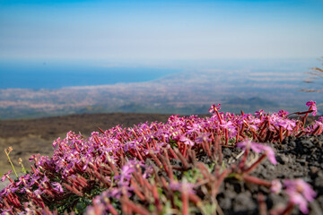 Pillows of Saponaria aetnensis on Mounte Etna - Endemic flora of the Etna volcano