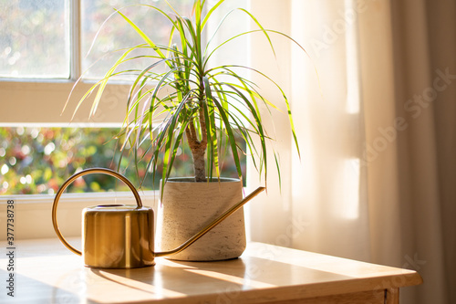 Dragon tree dracaena marginata next to a watering can in a beautifully designed home interior.